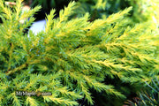 - Juniperus × pfitzeriana ‘Daub’s Frosted’ Golden Juniper - Mr Maple │ Buy Japanese Maple Trees
