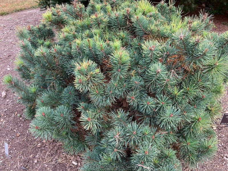 Pinus sylvestris 'KBN Gold' Scots Pine