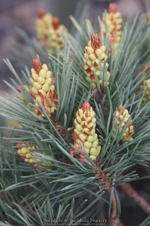 Pinus sylvestris 'KBN Gold' Scots Pine