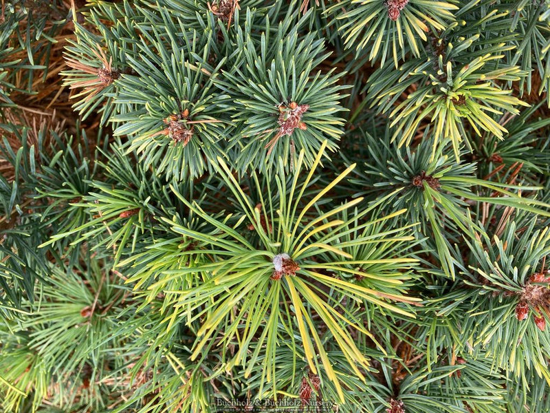 Pinus sylvestris 'KBN Gold' Scots Pine