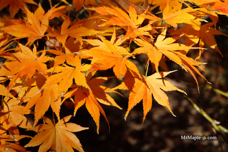 Acer palmatum 'Ki hachijo' Japanese Maple