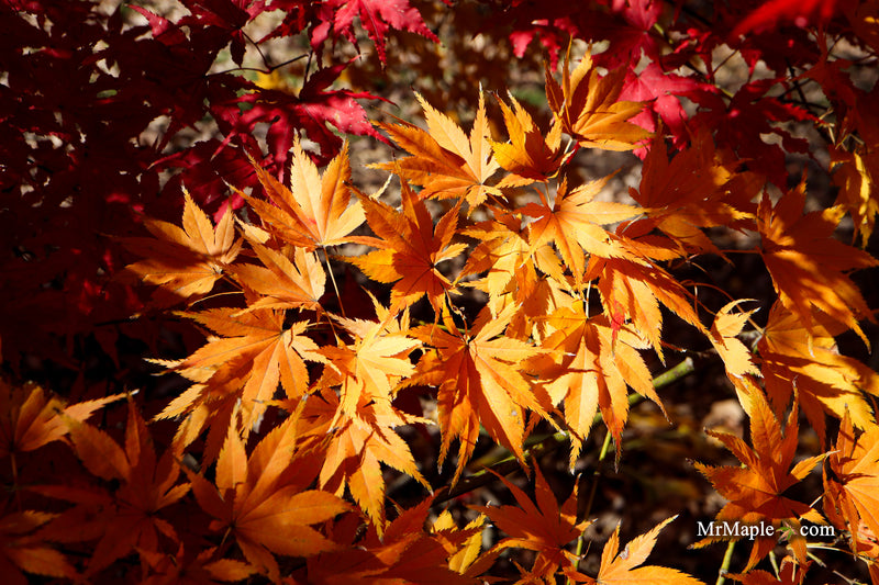 Acer palmatum 'Ki hachijo' Japanese Maple