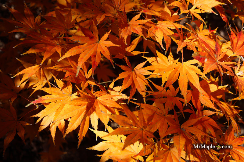 Acer palmatum 'Ki hachijo' Japanese Maple