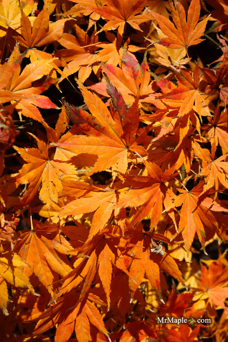 Acer palmatum 'Ki hachijo' Japanese Maple