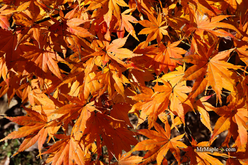 Acer palmatum 'Ki hachijo' Japanese Maple
