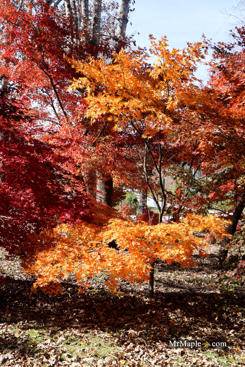 Acer palmatum 'Ki hachijo' Japanese Maple