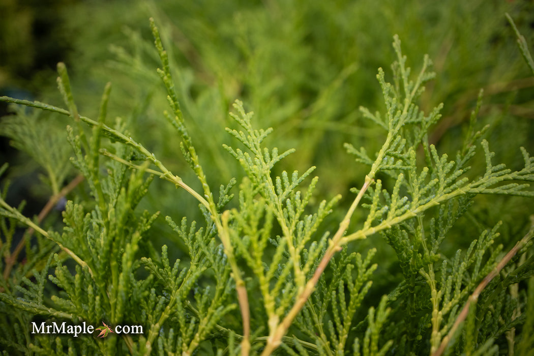 Chamaecyparis obtusa 'Kamarachiba' Dwarf Hinoki Cypress