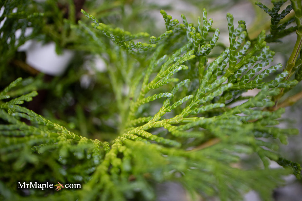 Chamaecyparis obtusa 'Kamarachiba' Dwarf Hinoki Cypress