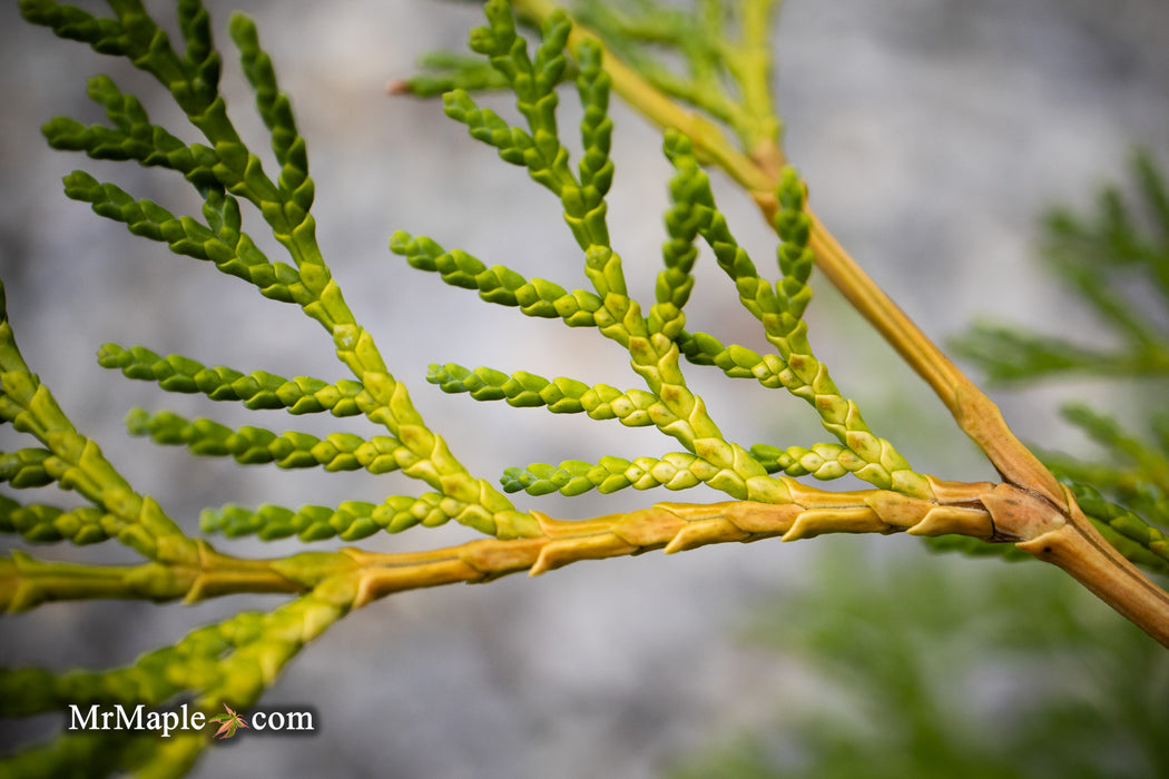 Chamaecyparis obtusa 'Kamarachiba' Dwarf Hinoki Cypress