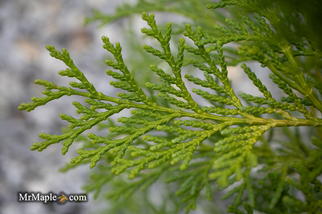 Chamaecyparis obtusa 'Kamarachiba' Dwarf Hinoki Cypress