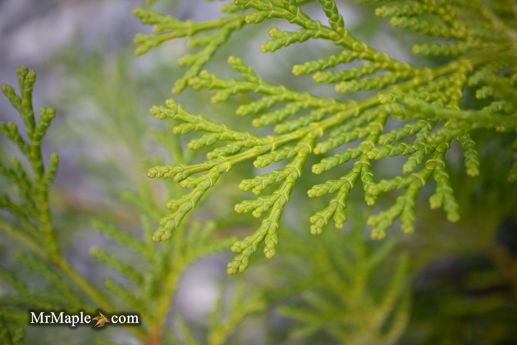 Chamaecyparis obtusa 'Kamarachiba' Dwarf Hinoki Cypress