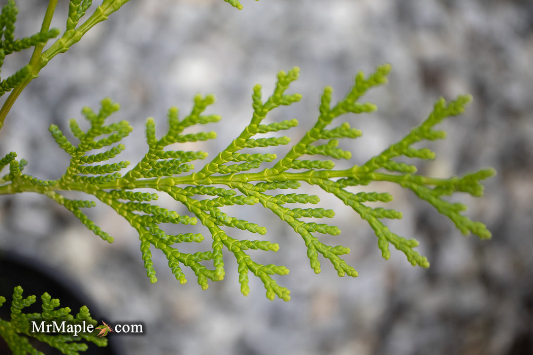 Chamaecyparis obtusa 'Kamarachiba' Dwarf Hinoki Cypress