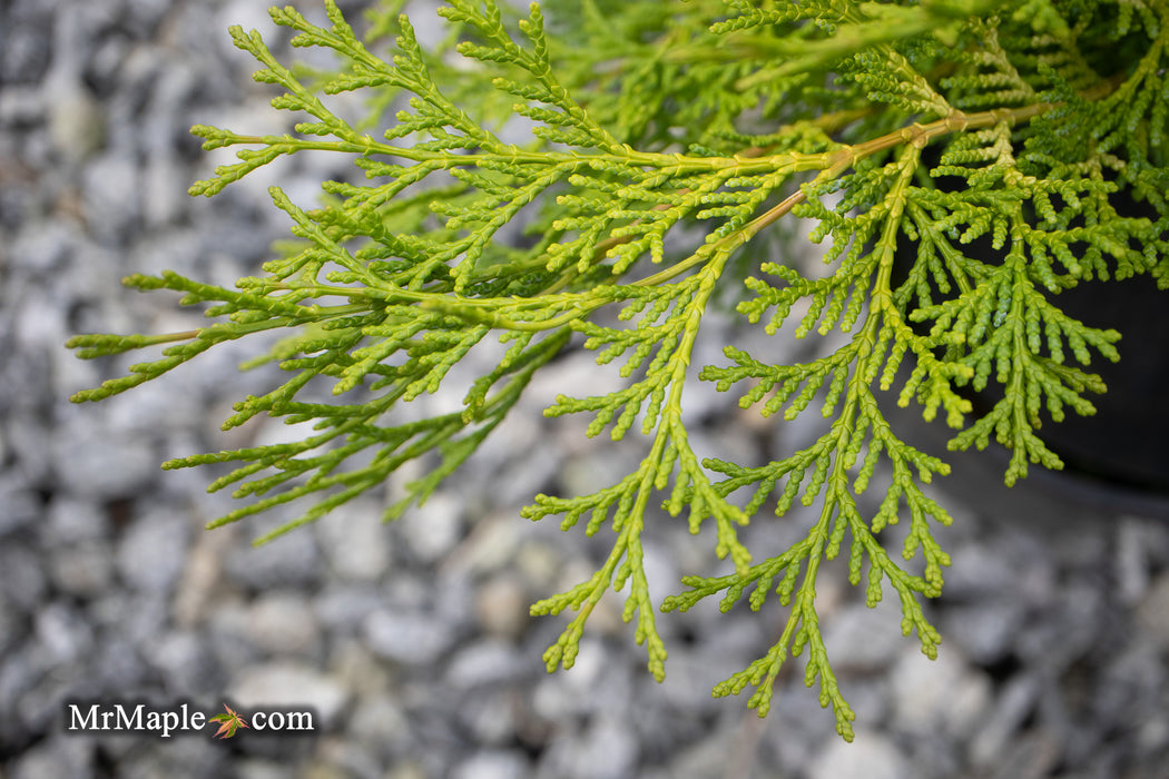 Chamaecyparis obtusa 'Kamarachiba' Dwarf Hinoki Cypress