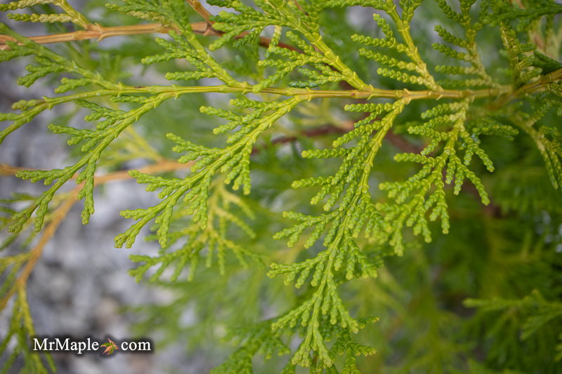 Chamaecyparis obtusa 'Kamarachiba' Dwarf Hinoki Cypress