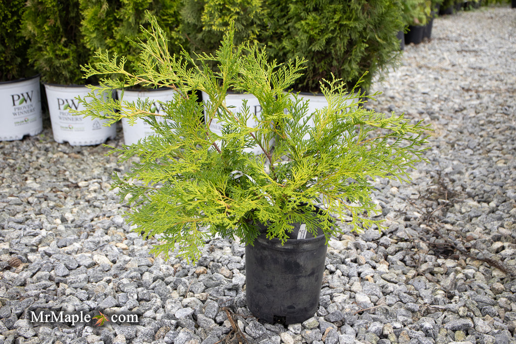 Chamaecyparis obtusa 'Kamarachiba' Dwarf Hinoki Cypress