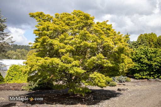 '- Acer palmatum 'Kamagata' Japanese Maple - Mr Maple │ Buy Japanese Maple Trees