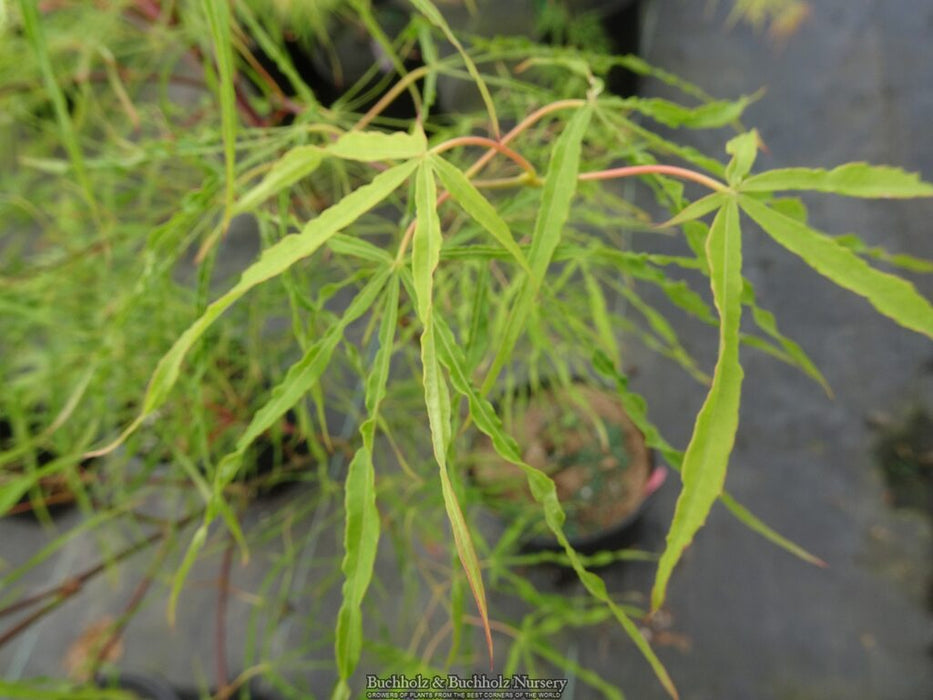 Acer palmatum 'Kashmir' Japanese Maple