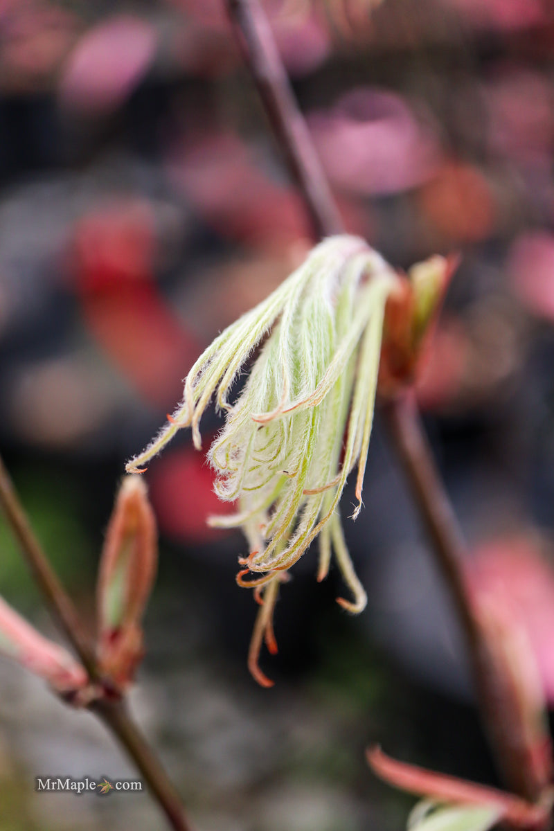 Acer palmatum 'Kashmir' Japanese Maple