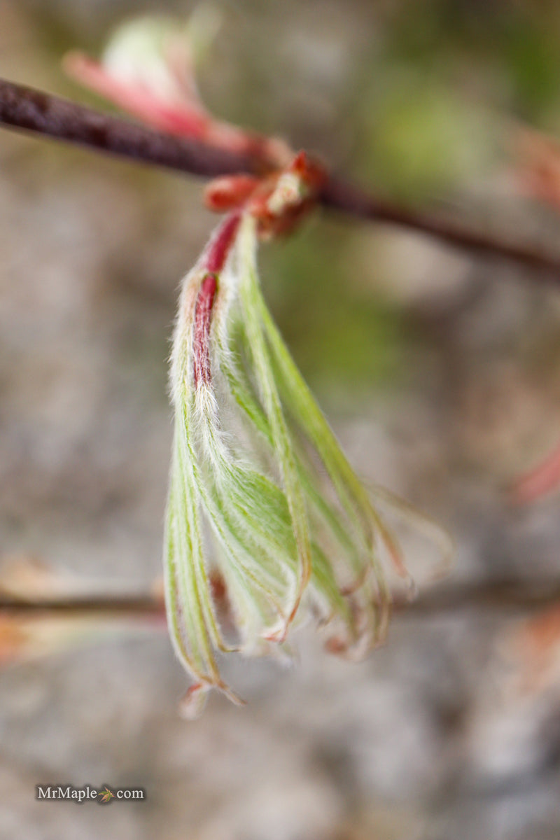 Acer palmatum 'Kashmir' Japanese Maple