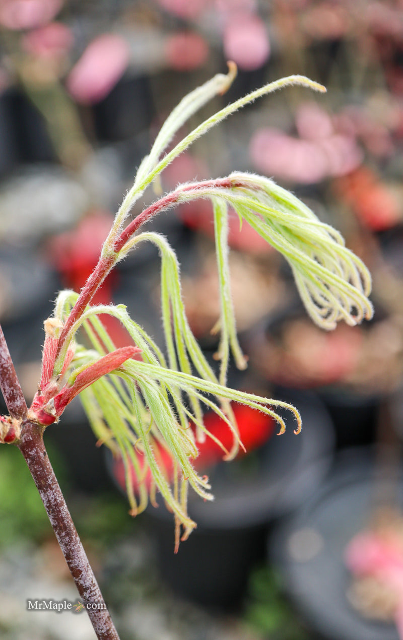 Acer palmatum 'Kashmir' Japanese Maple