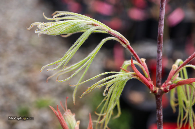 Acer palmatum 'Kashmir' Japanese Maple