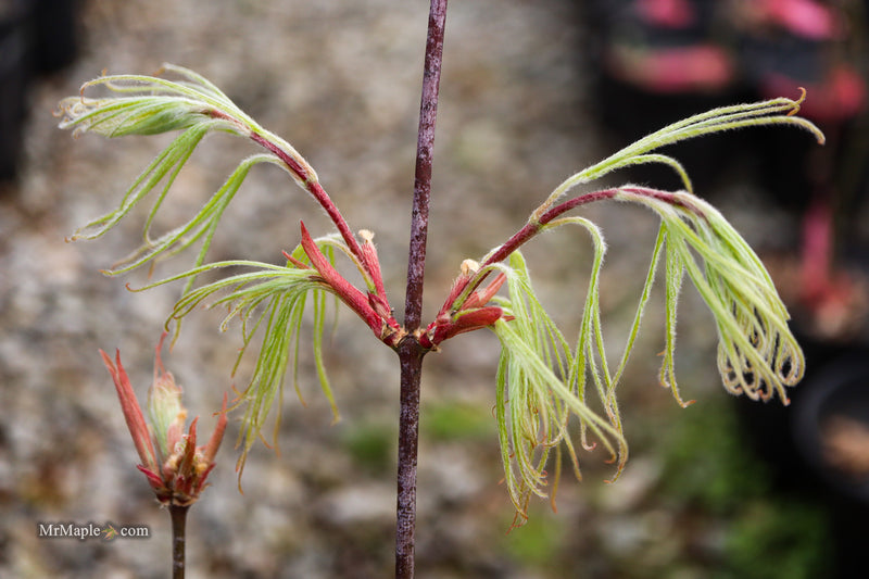 Acer palmatum 'Kashmir' Japanese Maple