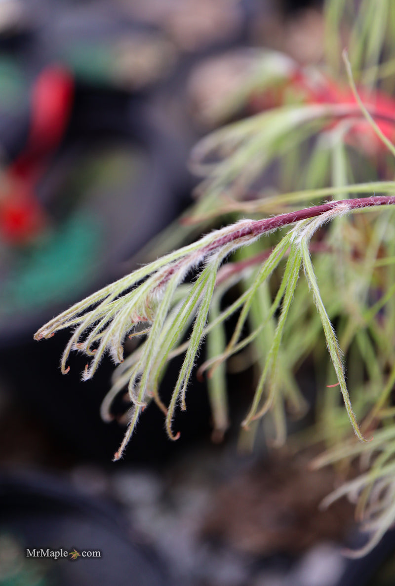 Acer palmatum 'Kashmir' Japanese Maple