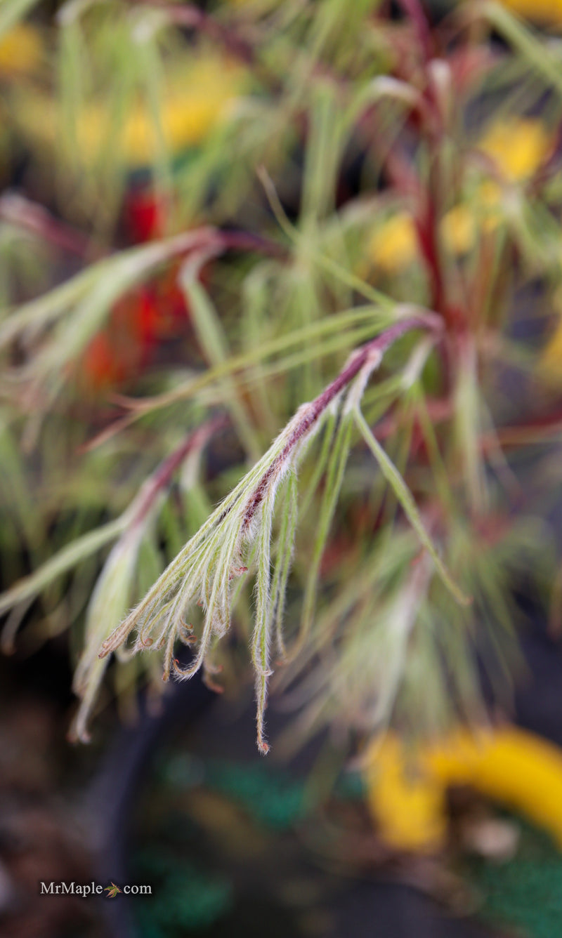 Acer palmatum 'Kashmir' Japanese Maple