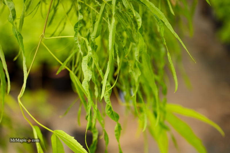 Acer palmatum 'Kashmir' Japanese Maple