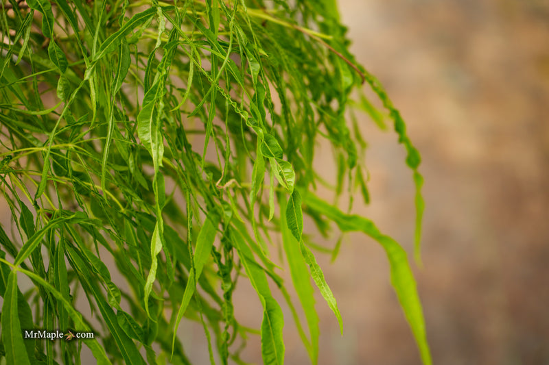 Acer palmatum 'Kashmir' Japanese Maple