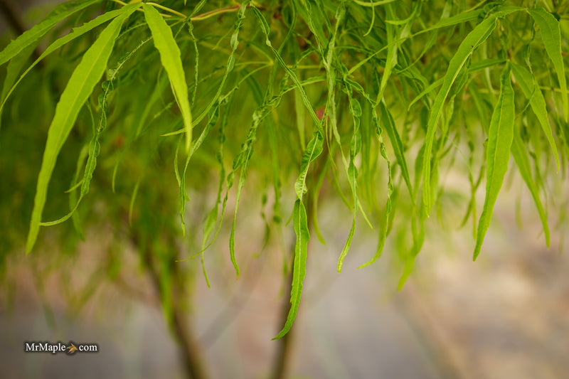 Acer palmatum 'Kashmir' Japanese Maple