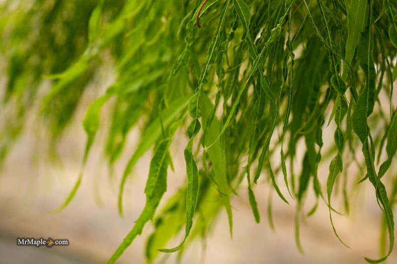 Acer palmatum 'Kashmir' Japanese Maple