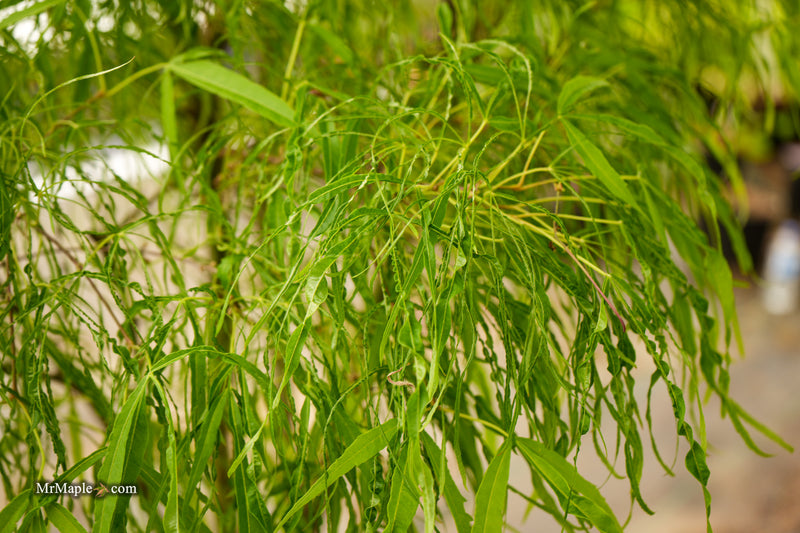 Acer palmatum 'Kashmir' Japanese Maple