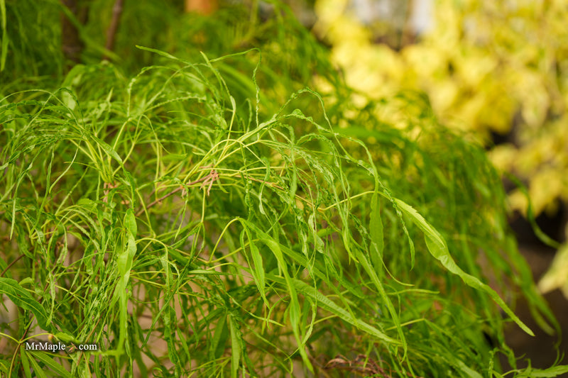 Acer palmatum 'Kashmir' Japanese Maple