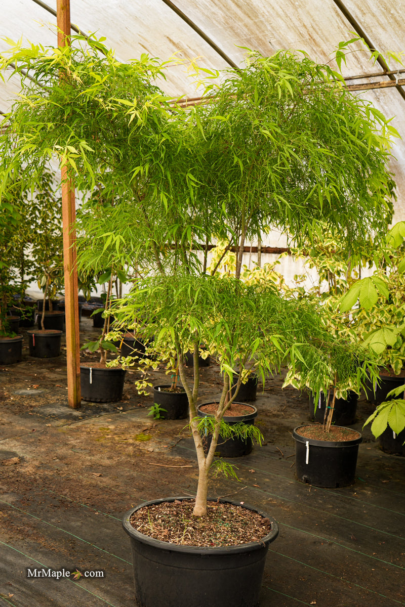 Acer palmatum 'Kashmir' Japanese Maple