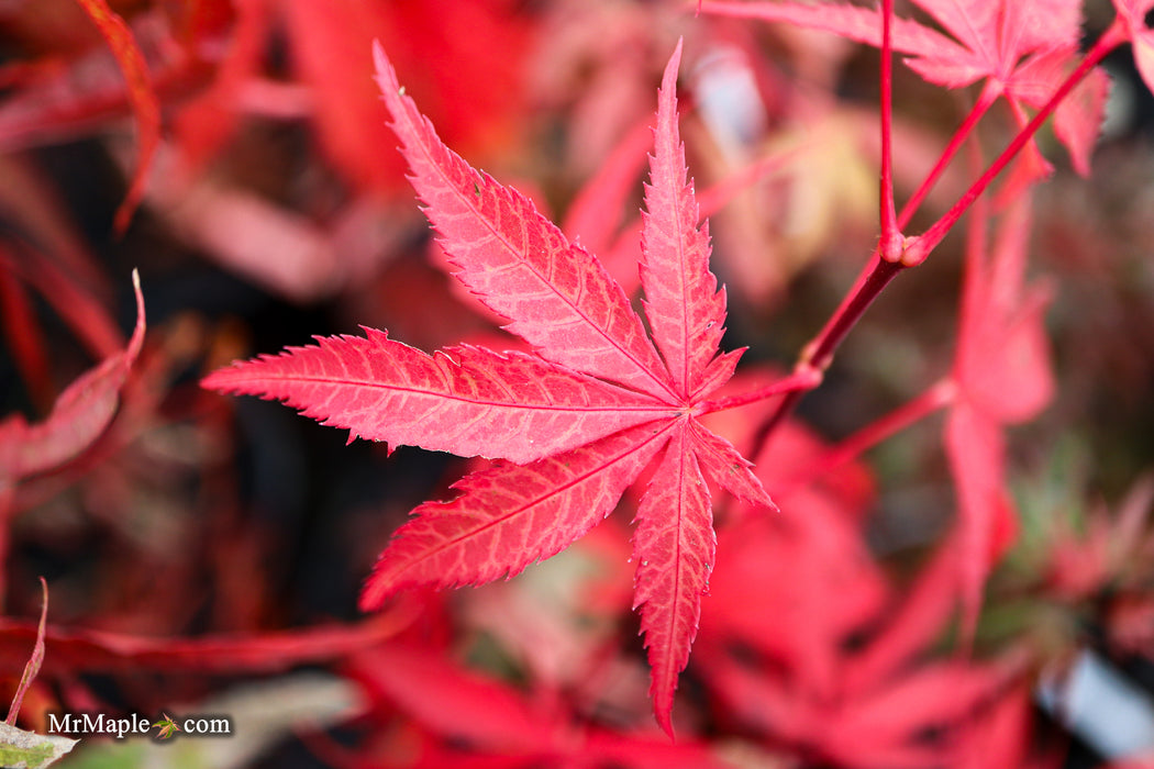 Acer palmatum 'Kashmir' Japanese Maple