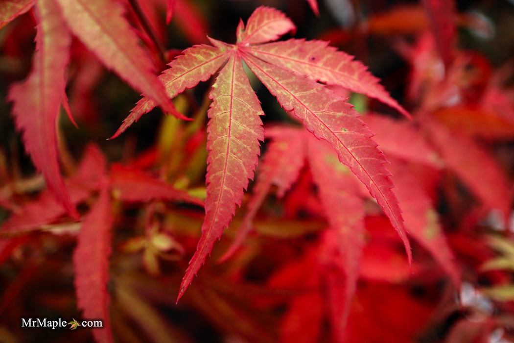 Acer palmatum 'Kashmir' Japanese Maple