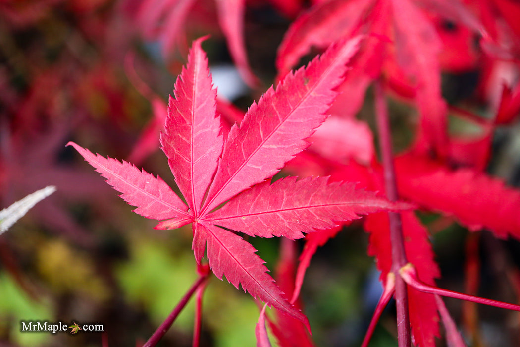 Acer palmatum 'Kashmir' Japanese Maple