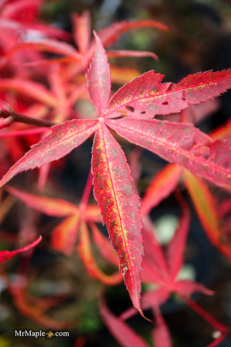 Acer palmatum 'Kashmir' Japanese Maple