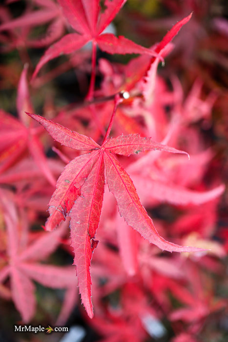 Acer palmatum 'Kashmir' Japanese Maple