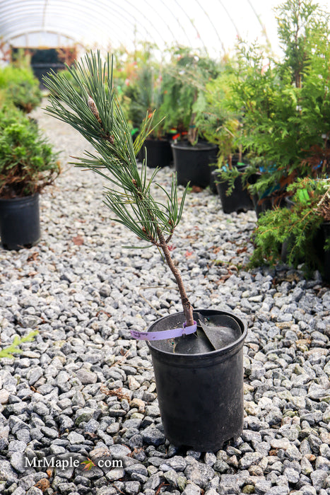 Pinus thunbergii 'Katsugai' Japanese Black Pine