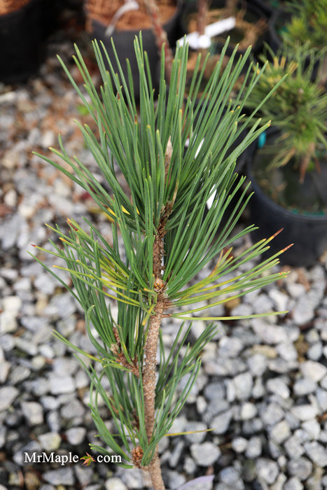 Pinus thunbergii 'Katsugai' Japanese Black Pine