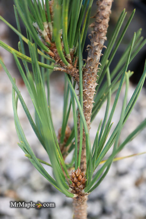 Pinus thunbergii 'Katsugai' Japanese Black Pine