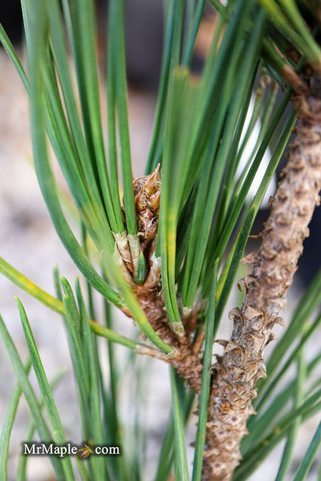 Pinus thunbergii 'Katsugai' Japanese Black Pine