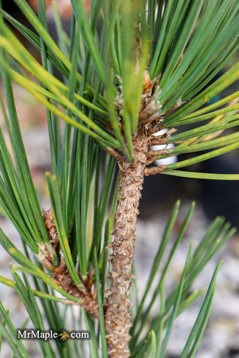 Pinus thunbergii 'Katsugai' Japanese Black Pine