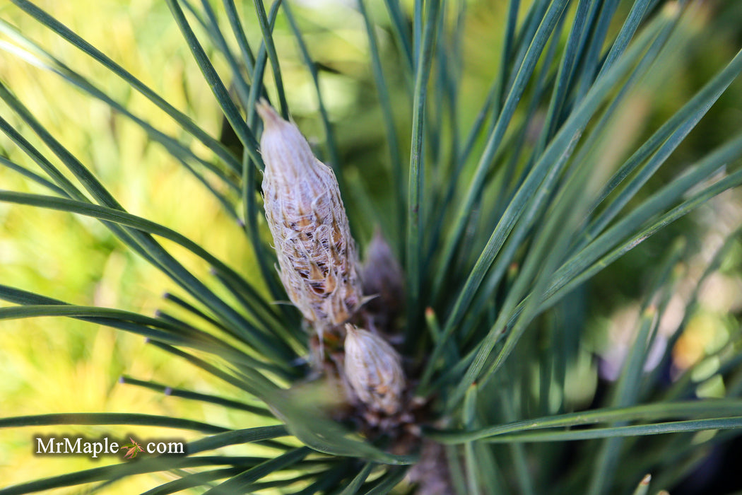 Pinus thunbergii 'Katsugai' Japanese Black Pine