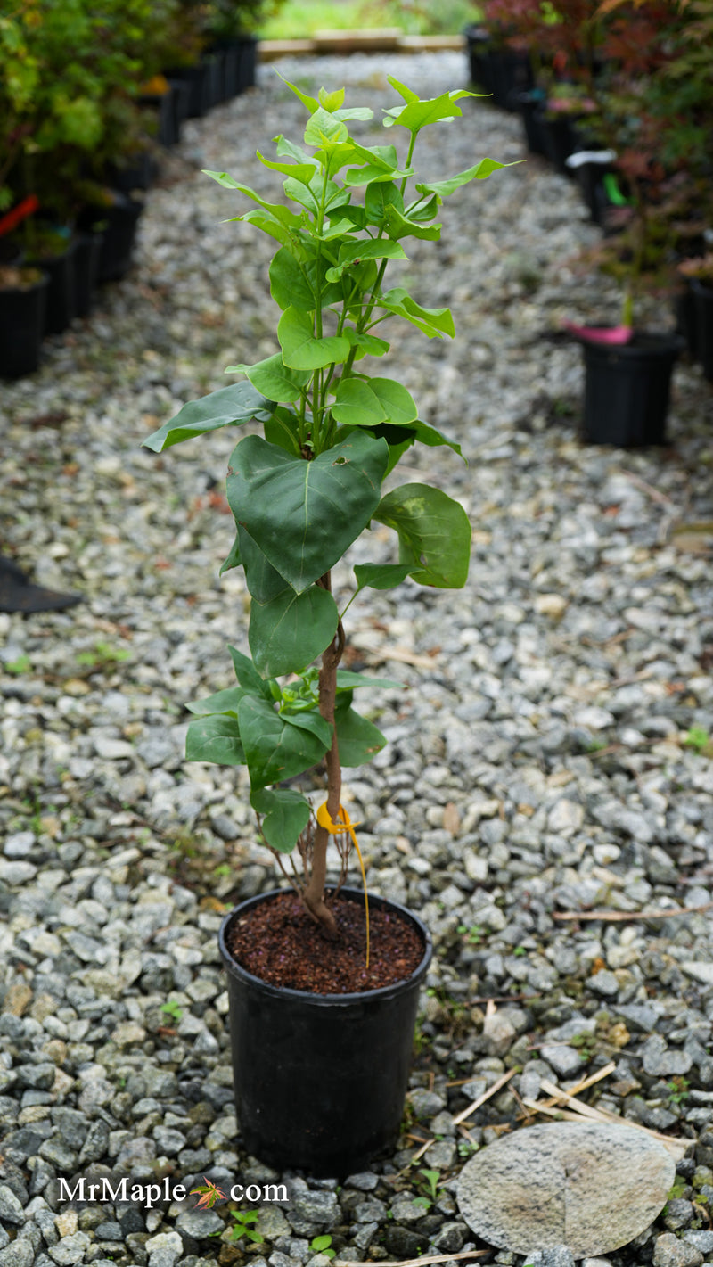 Syringa vulgaris ‘Katherine Havemeyer' Lilac Tree
