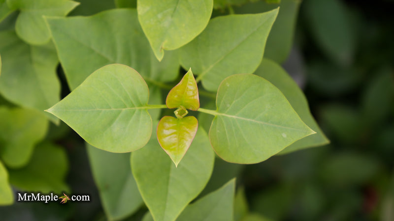 Syringa vulgaris ‘Katherine Havemeyer' Lilac Tree