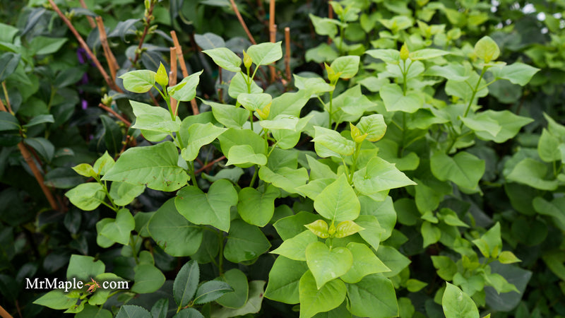 Syringa vulgaris ‘Katherine Havemeyer' Lilac Tree