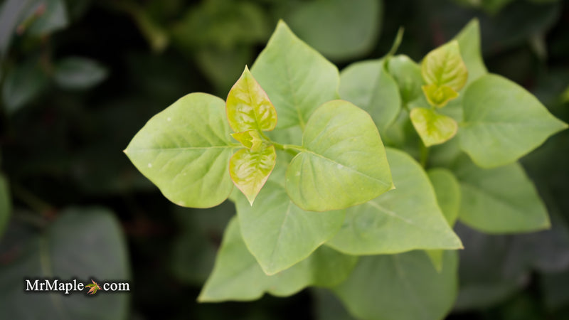 Syringa vulgaris ‘Katherine Havemeyer' Lilac Tree